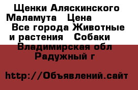 Щенки Аляскинского Маламута › Цена ­ 10 000 - Все города Животные и растения » Собаки   . Владимирская обл.,Радужный г.